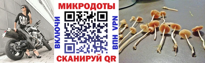 наркота  MEGA как войти  Псилоцибиновые грибы Psilocybe  Каменногорск 